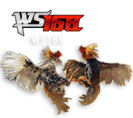 ws168 PATI29